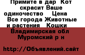 Примите в дар. Кот скрасит Ваше одиночество. › Цена ­ 0 - Все города Животные и растения » Кошки   . Владимирская обл.,Муромский р-н